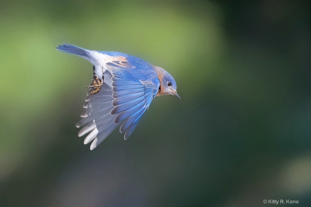 The Little Flying Bluebird