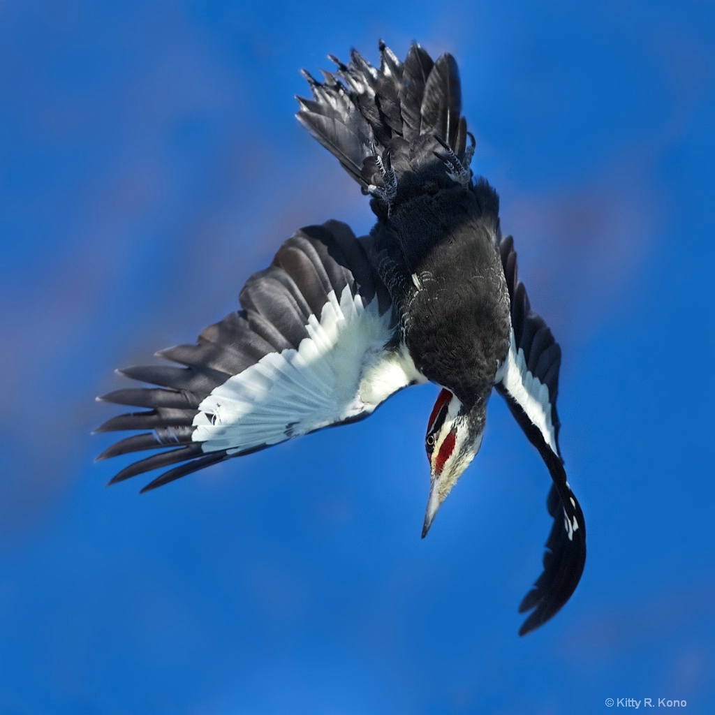 Swan Diving Pileated Woodpecker