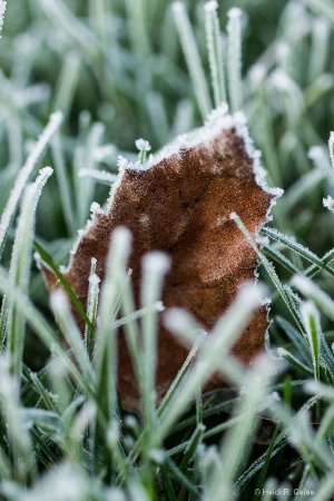 Waking to a Frosty Morning