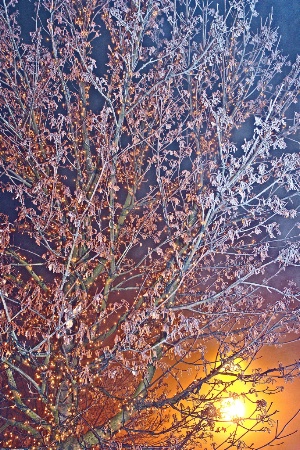 Season tree with lights and icicles