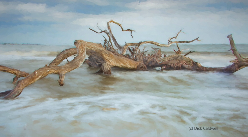Driftwood Beach,Jekyll Island, GA-by Dick Caldwell