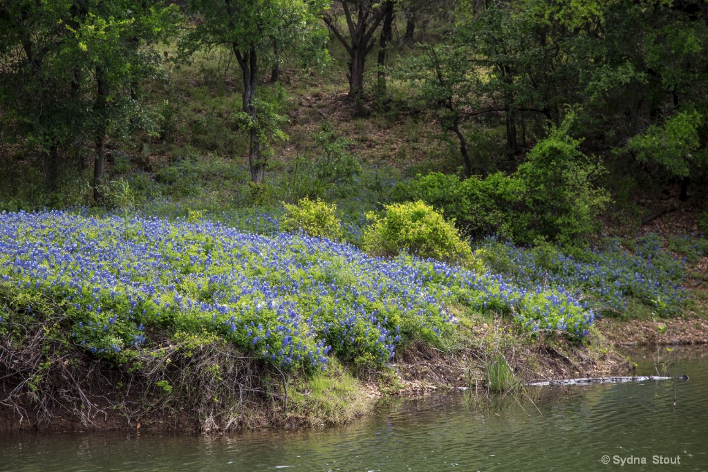 bluebonnets on shore