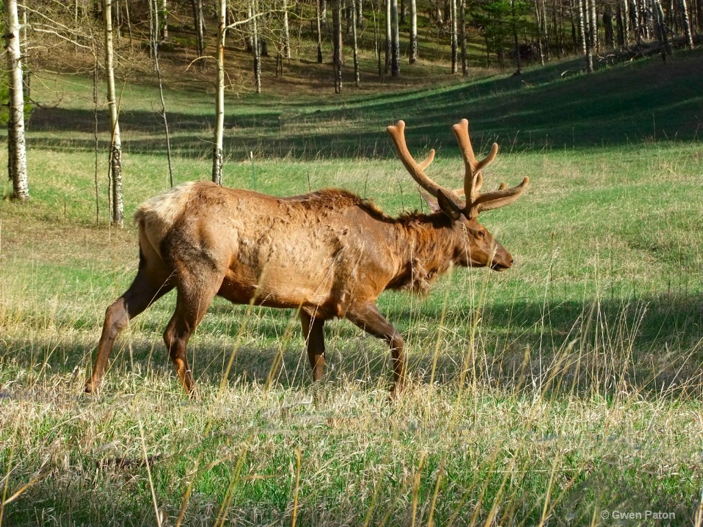 Elk