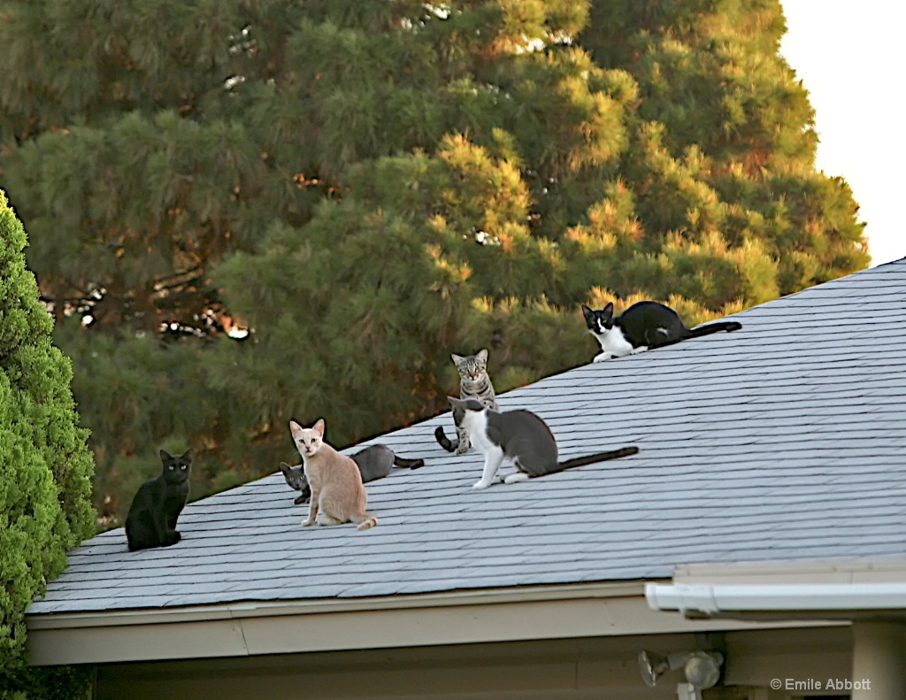 Cats on a hot tin roof