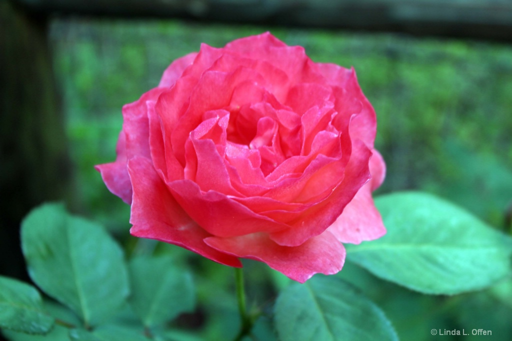 A lovely rose