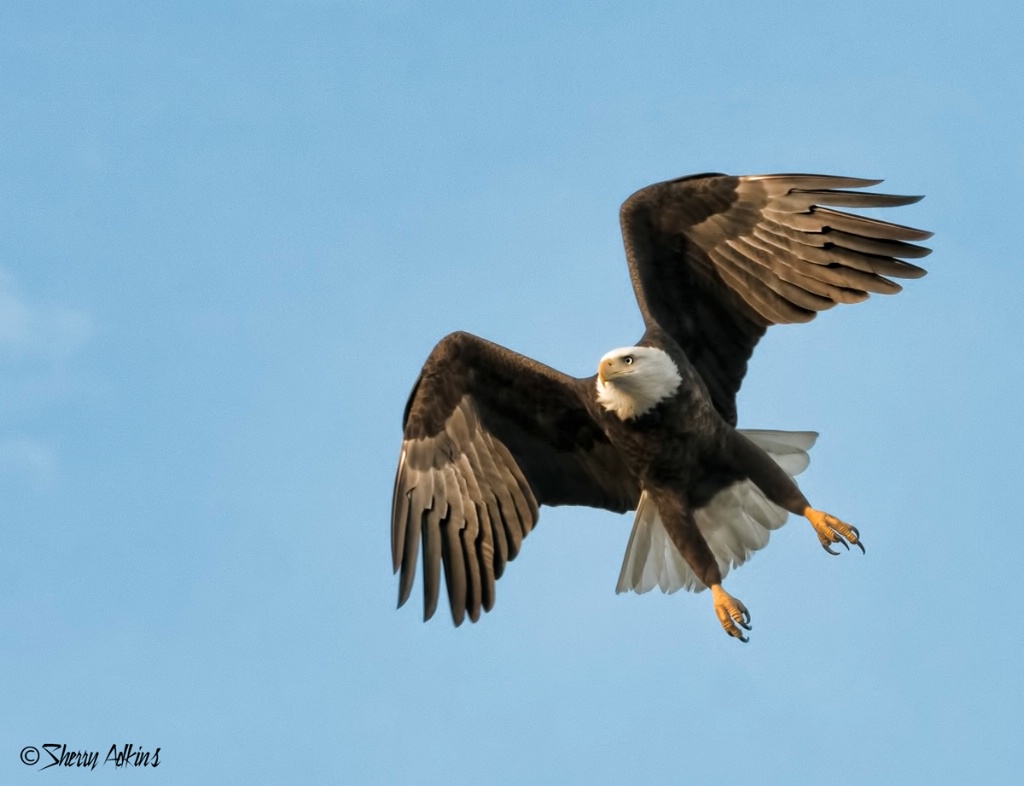 Eagle - ID: 15504015 © Sherry Karr Adkins