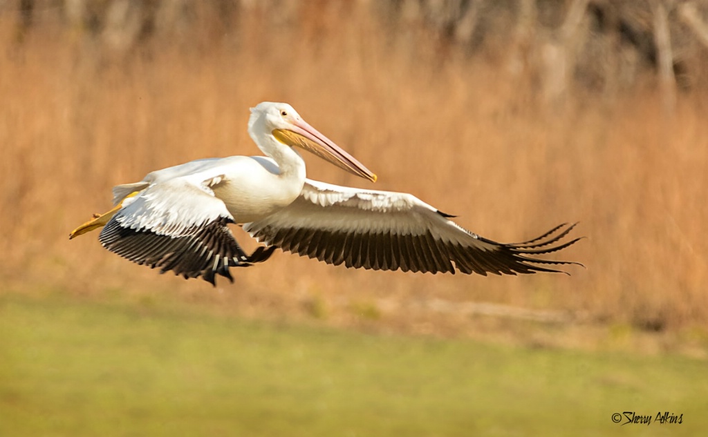 Pelican - ID: 15504020 © Sherry Karr Adkins