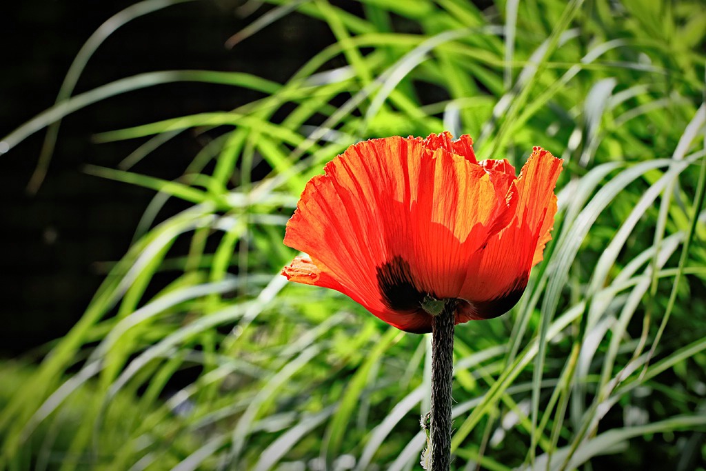 The Last Poppy