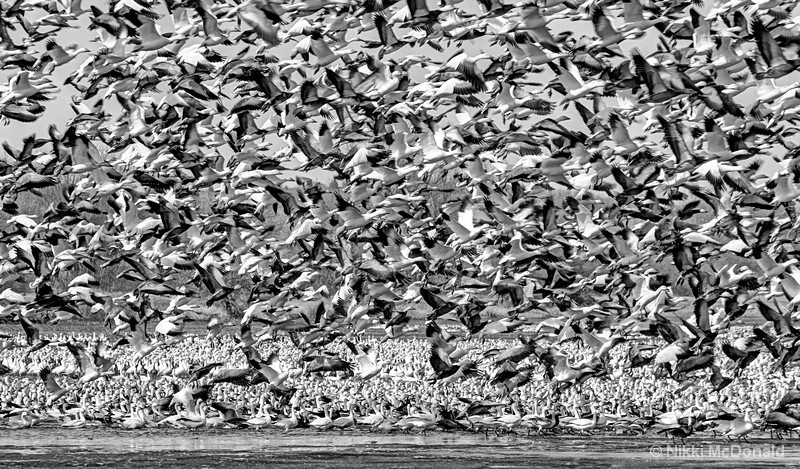 Snow Geese and More Snow Geese