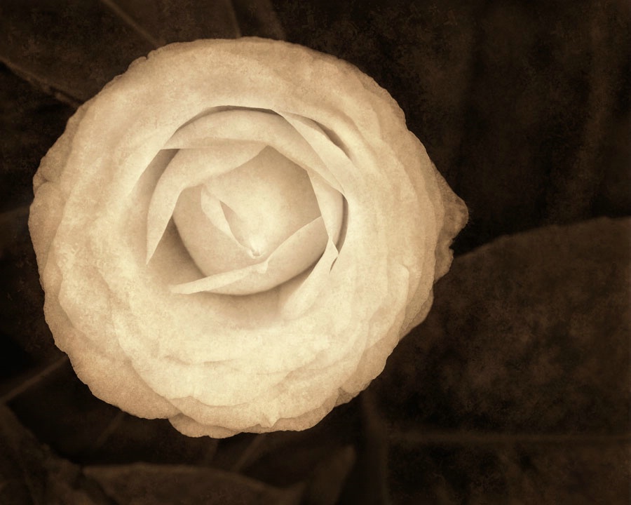 Sepia Camellia