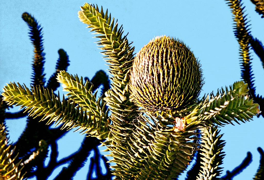 Prickly Puzzle