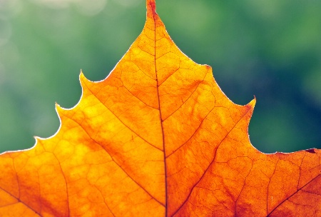 Plane tree leaf.