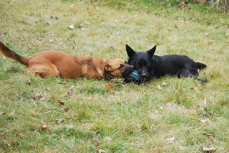 Pals