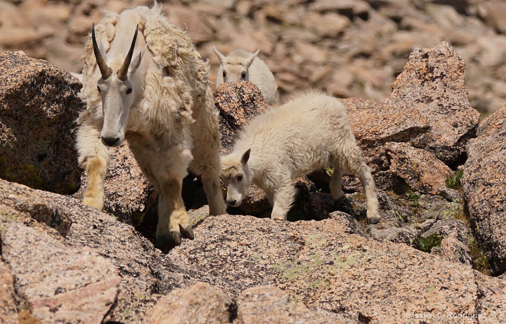 Baby Goat Training