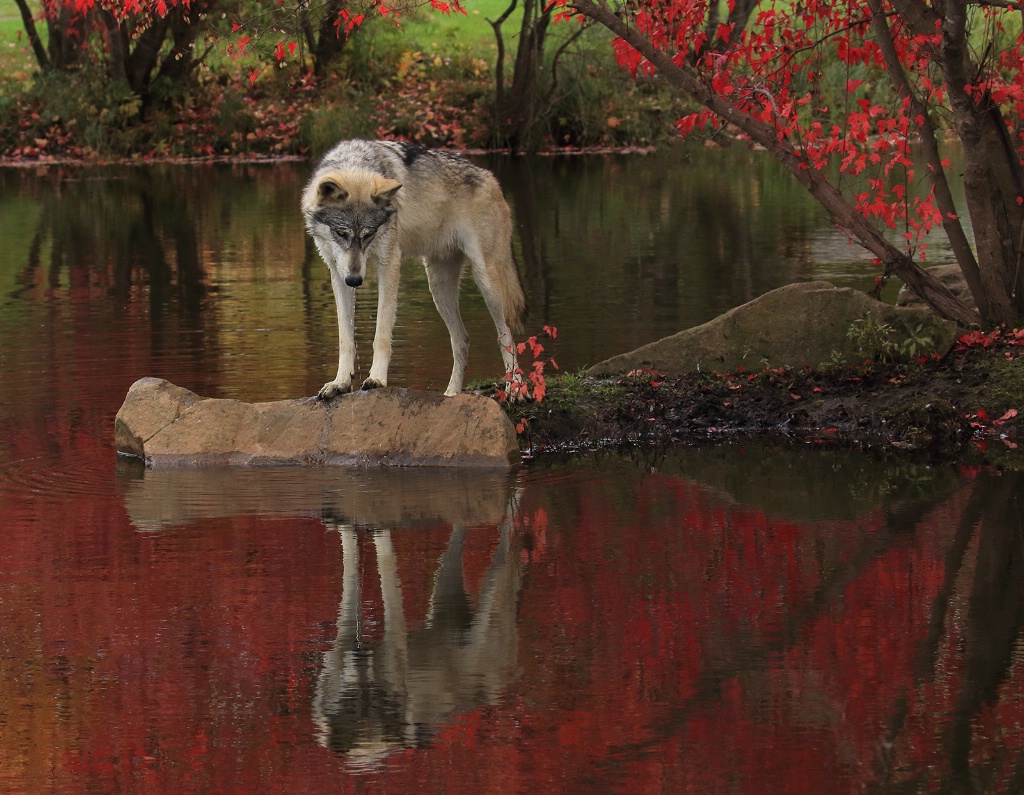 Looking at My Reflection