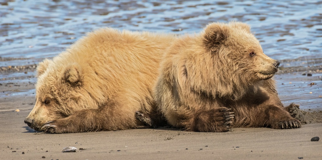 Bear Cub Bookends 