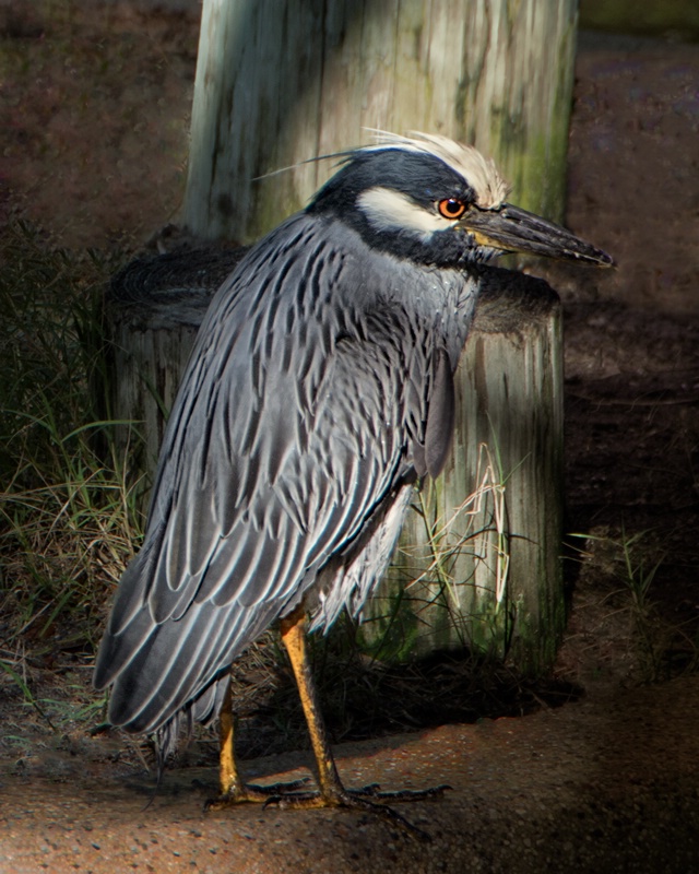 Yellow-Crowned Night Heron