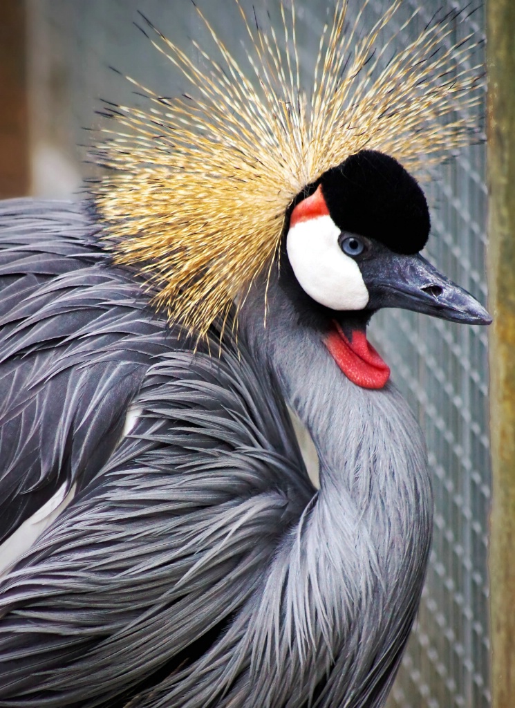 The Zoo in Winter