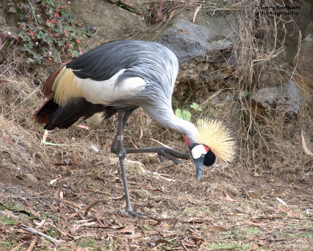 African Grey-crowned Crane
