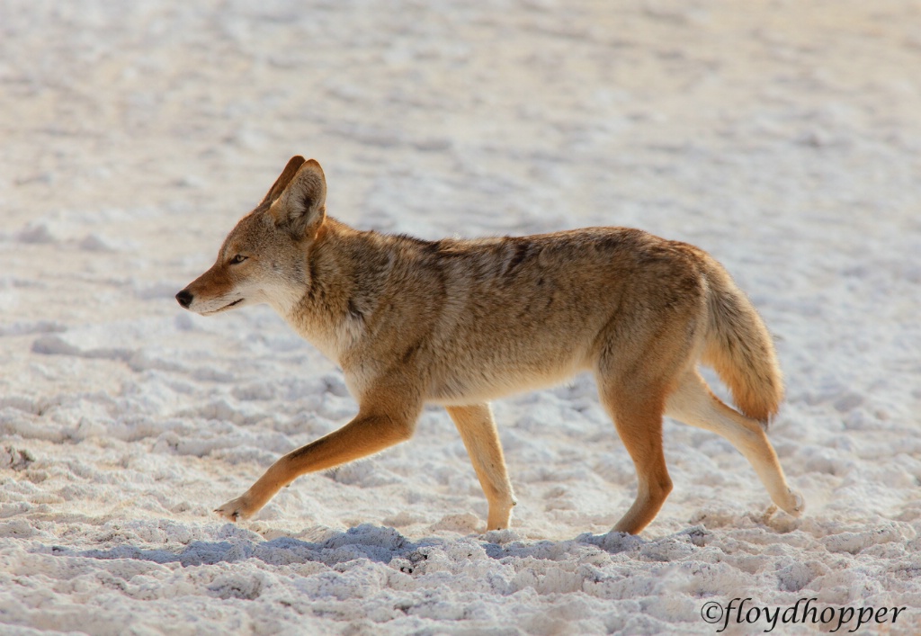 Coyote on a Stroll