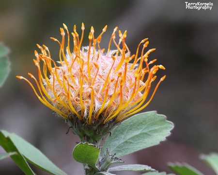 Kula Botanical Garden, Maui