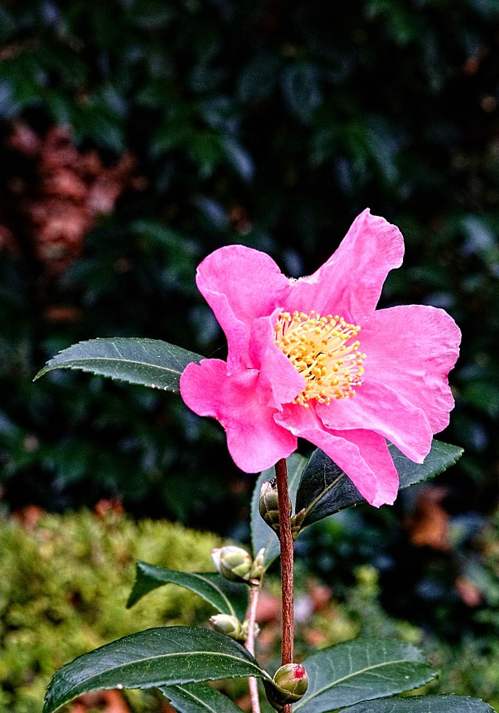 Last Camellia