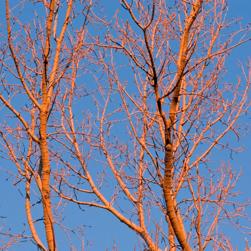 Leafless branches bathed at the afternoon sunlight