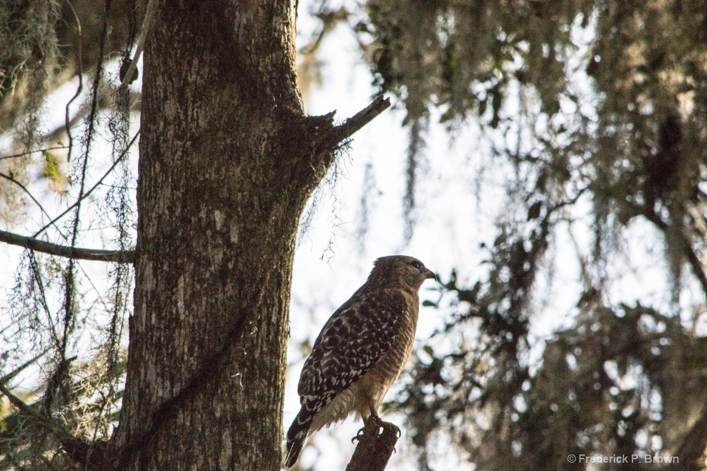 Red-Shouldered Hawk