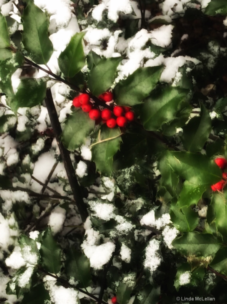 Snow and Holly