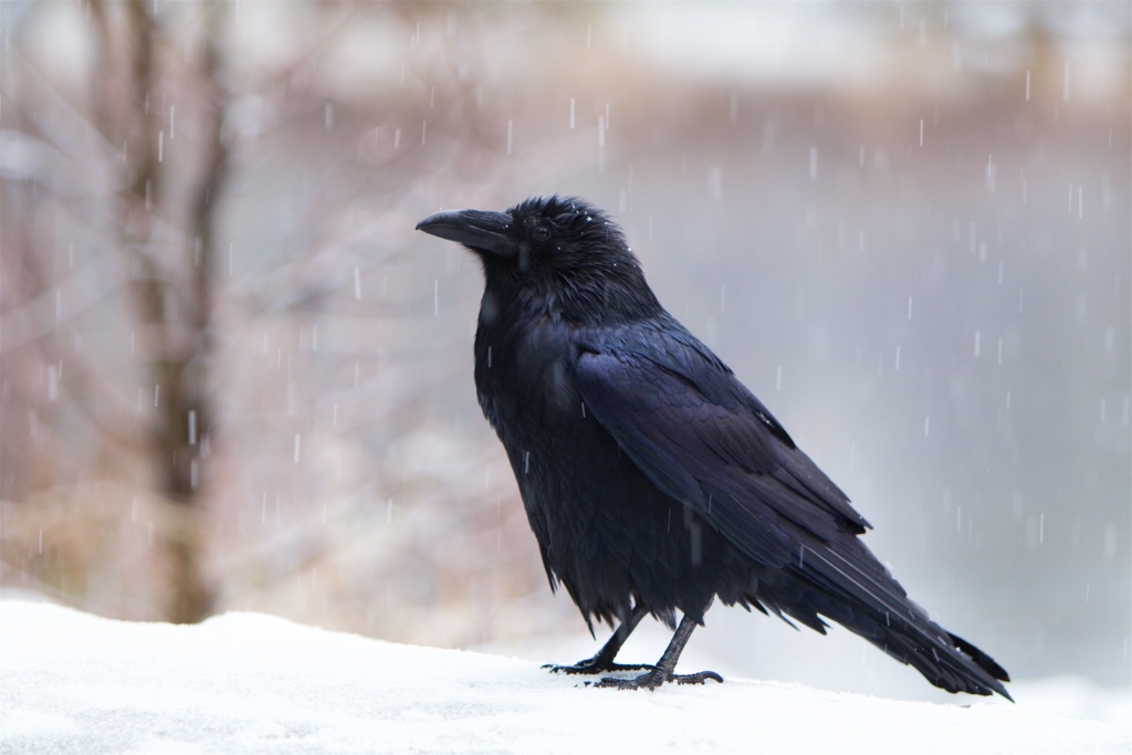 Raven in the Snow