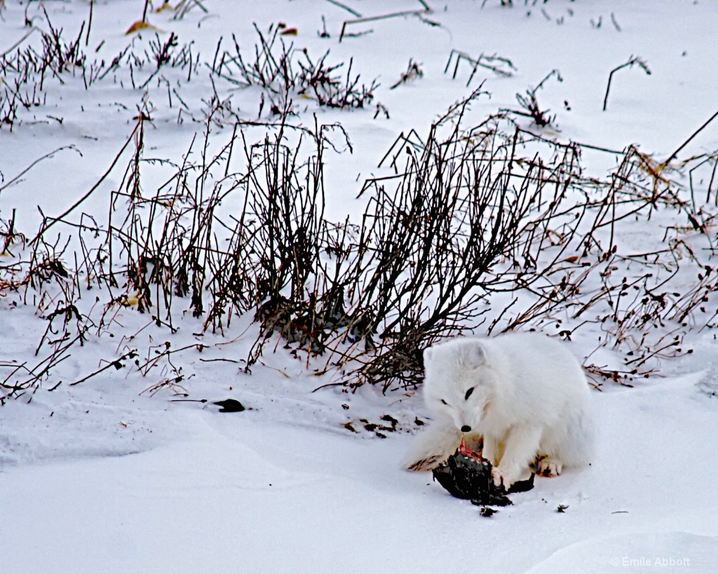 Arctic Fox having lunch - ID: 15506393 © Emile Abbott