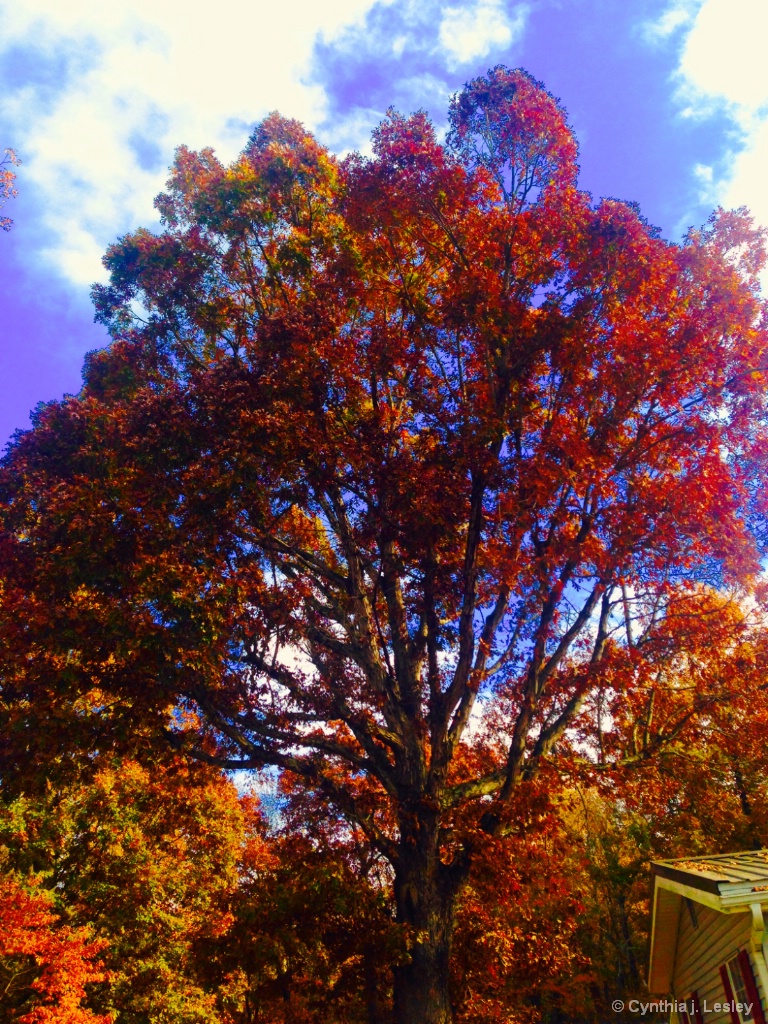 Tree turning colors for autumn