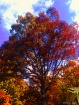 Tree turning colo...