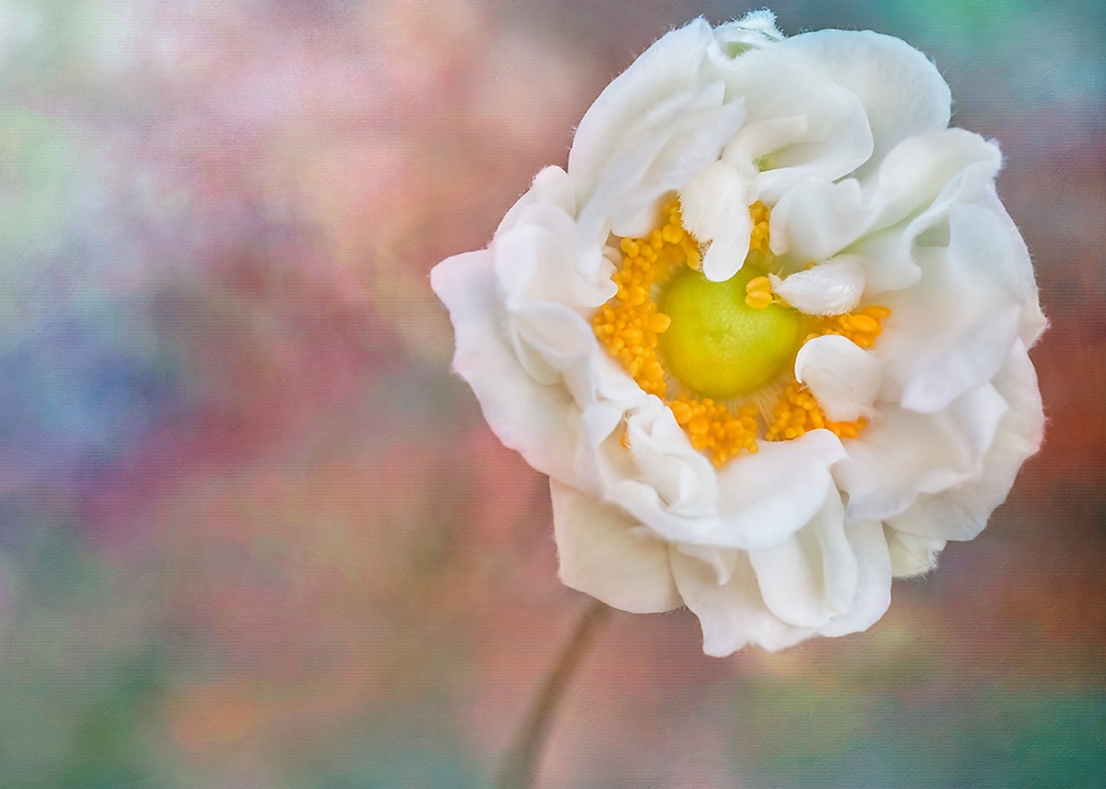 White Japanese Anemone