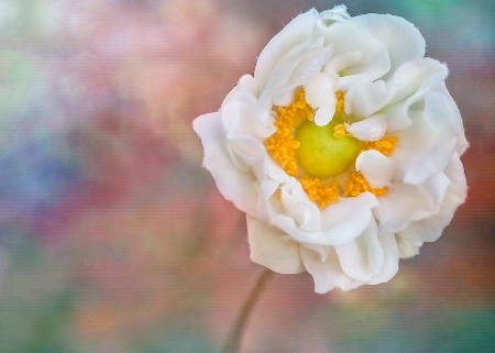 White Japanese Anemone