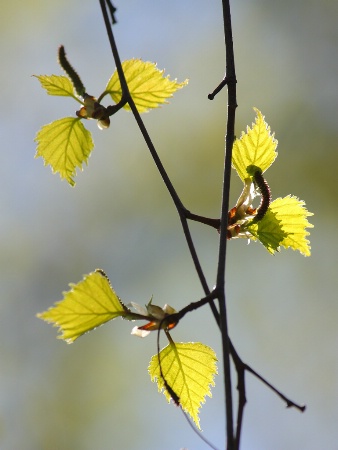 Spring leaves