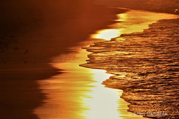 Golden Sea - ID: 15506763 © Sheri Camarda