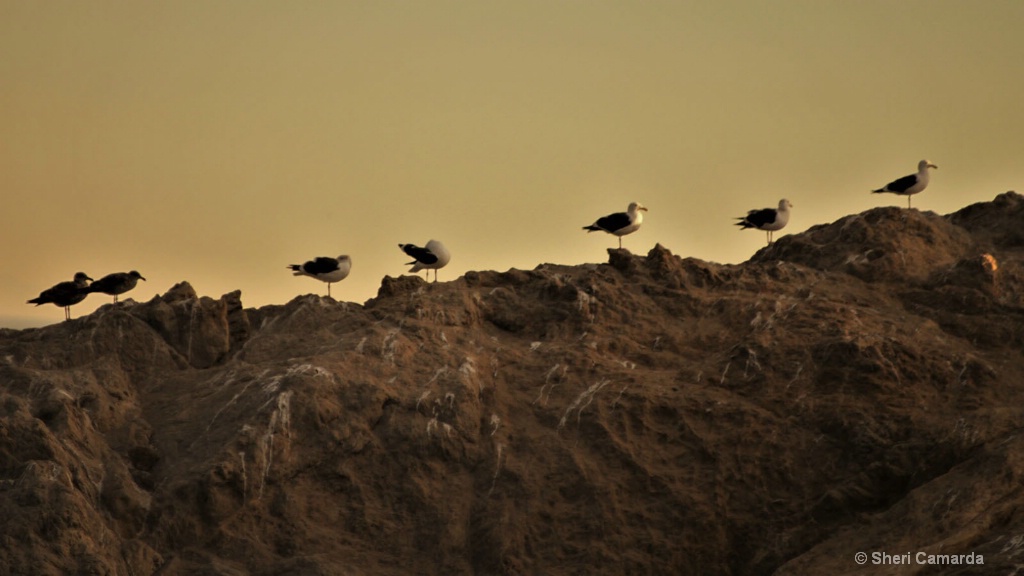 Seagulls - ID: 15506765 © Sheri Camarda