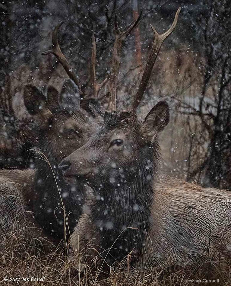 Bull Elk in snow