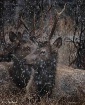 Bull Elk in snow