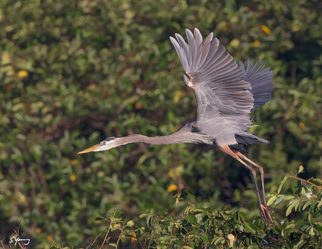 Great Blue Heron Flight; Delray, FL