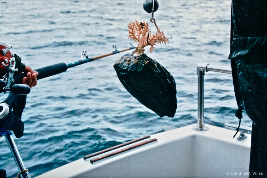 Catching Coral - ID: 15506923 © Cynthia M. Wiles