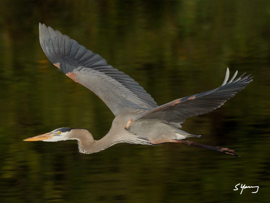 Great Blue; Delray, FL - ID: 15507147 © Richard S. Young