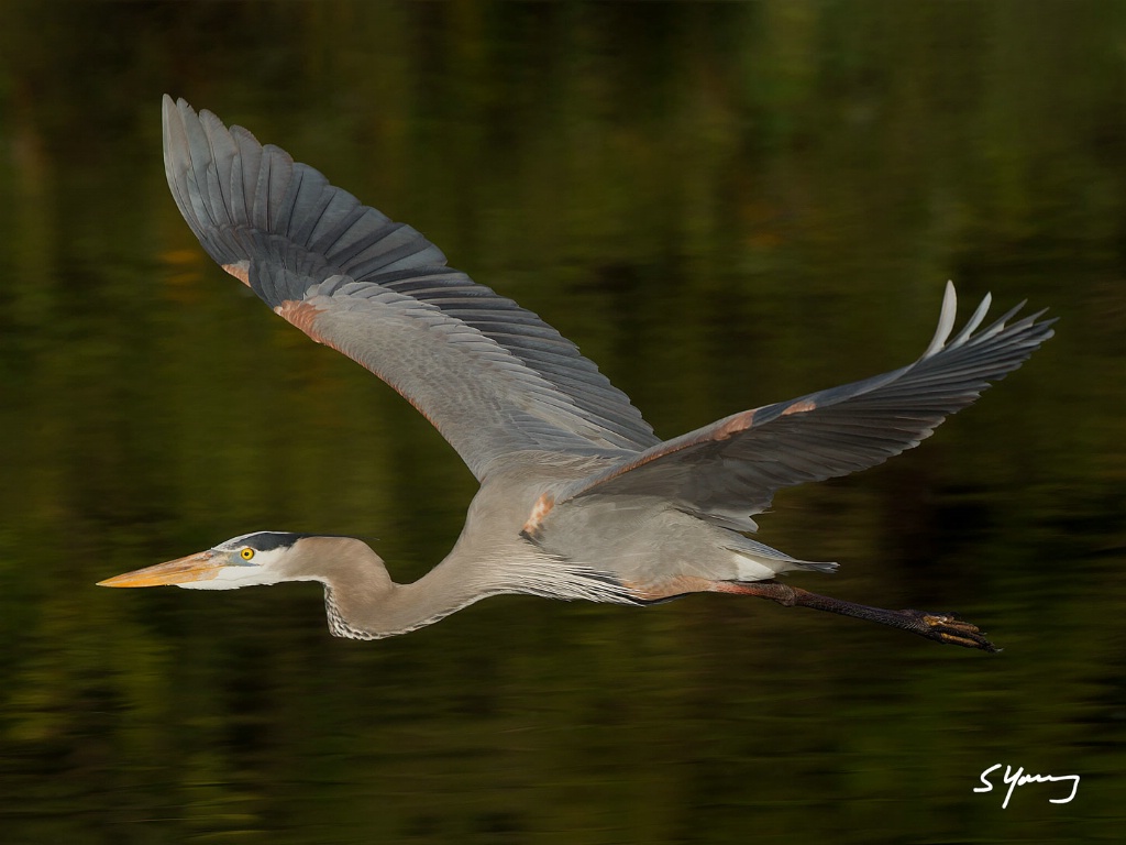 Great Blue; Delray, FL