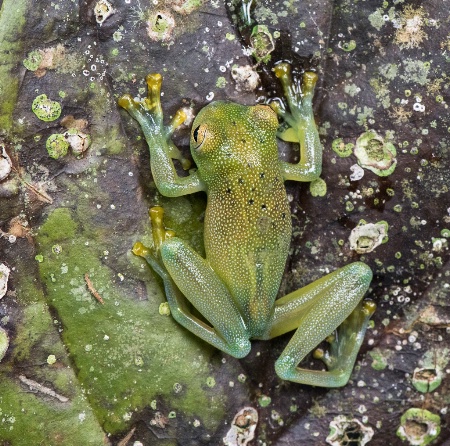 Glass frog