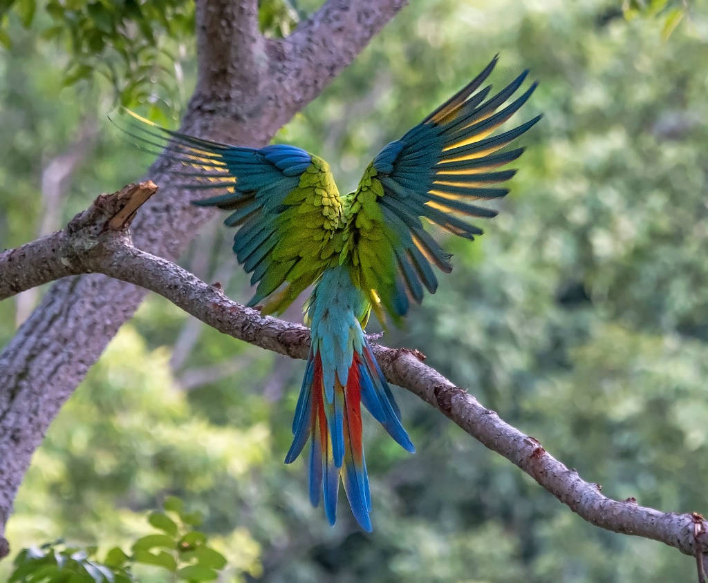 Green Macaw