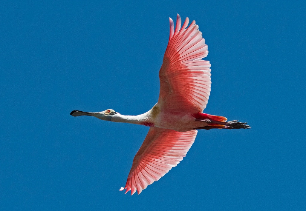 Roseate Spoonbill