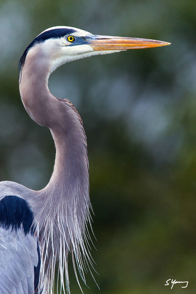 Great Blue Portrait; Delray, FL