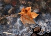 Leaf on Ice