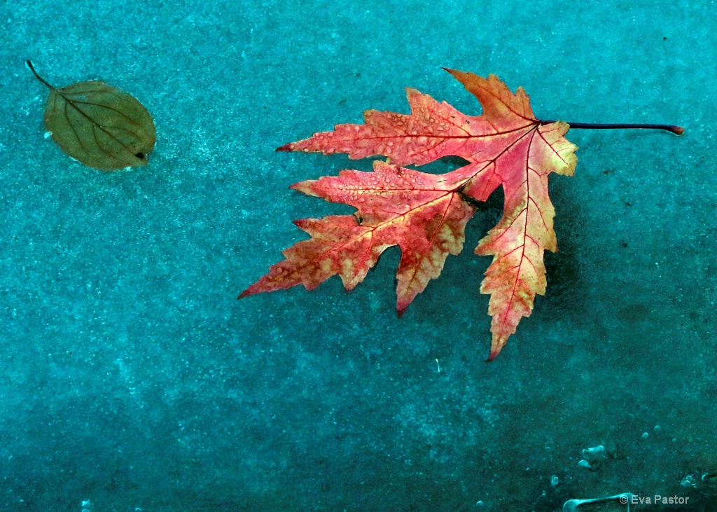 Leaf on Bue Ice